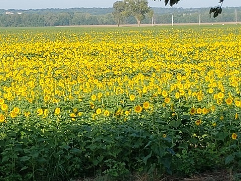 Field of sunflowers on MKT bike trail