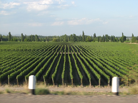 Vineyard near Mendoza city